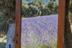 lavanda14