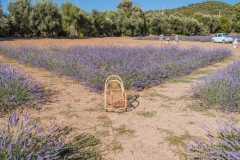 lavanda16