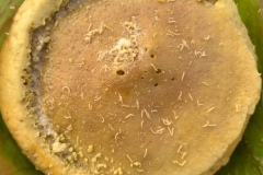 cheese with worms or casu martzu, typical Sardinian cheese