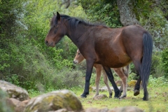giara di gesturi ed i cavallini della giara