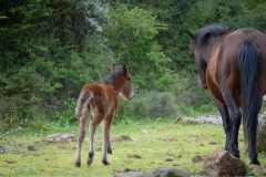 giara di gesturi ed i cavallini della giara