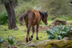 giara di gesturi ed i cavallini della giara