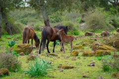 giara di gesturi ed i cavallini della giara