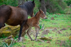 giara di gesturi ed i cavallini della giara