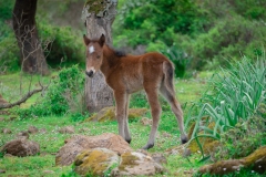 giara di gesturi ed i cavallini della giara