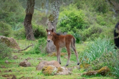giara di gesturi ed i cavallini della giara