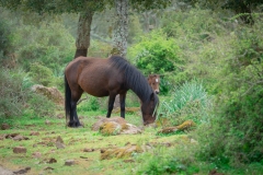 giara di gesturi ed i cavallini della giara6
