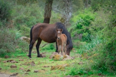 giara di gesturi ed i cavallini della giara