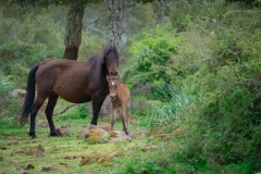 giara di gesturi ed i cavallini della giara