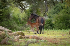 giara di gesturi ed i cavallini della giara