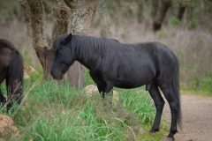 giara di gesturi ed i cavallini della giara