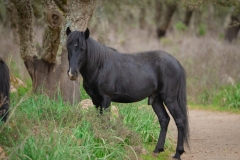 giara di gesturi ed i cavallini della giara