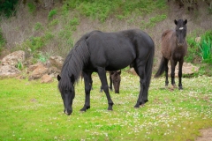 giara di gesturi ed i cavallini della giara