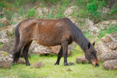 giara di gesturi ed i cavallini della giara