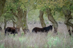 giara di gesturi ed i cavallini della giara