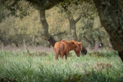 giara di gesturi ed i cavallini della giara