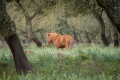 giara di gesturi ed i cavallini della giara