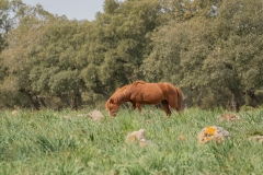 giara di gesturi ed i cavallini della giara