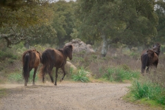 giara di gesturi ed i cavallini della giara