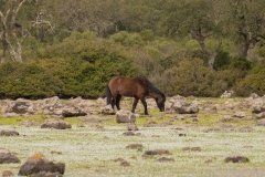 giara di gesturi ed i cavallini della giara