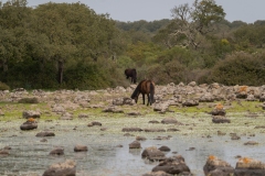 giara di gesturi ed i cavallini della giara