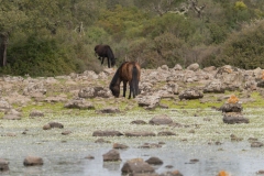 giara di gesturi ed i cavallini della giara