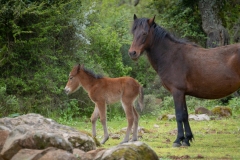 giara di gesturi ed i cavallini della giara