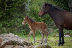 giara di gesturi ed i cavallini della giara
