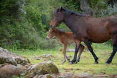 giara di gesturi ed i cavallini della giara