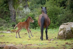 giara di gesturi ed i cavallini della giara