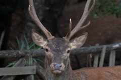 Sardinian deer, close-up of a young Sardinian deer, Montevecchio arbus