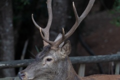 Sardinian deer, close-up of a young Sardinian deer, Montevecchio arbus