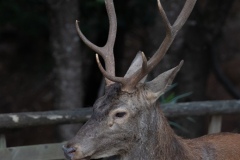 Sardinian deer, close-up of a young Sardinian deer, Montevecchio arbus