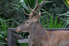 Sardinian deer, close-up of a young Sardinian deer, Montevecchio arbus