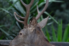 Sardinian deer, close-up of a young Sardinian deer, Montevecchio arbus