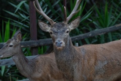 Sardinian deer, close-up of a young Sardinian deer, Montevecchio arbus