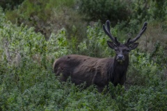 Sardinian deer standing alert in dense vegetation near Arbus, Sardinia, Italy