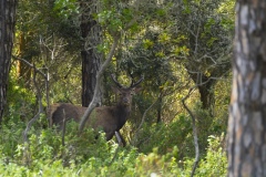 Sardinian deer standing alert in dense vegetation near Arbus, Sardinia, Italy