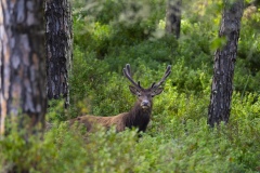 Sardinian deer standing alert in dense vegetation near Arbus, Sardinia, Italy