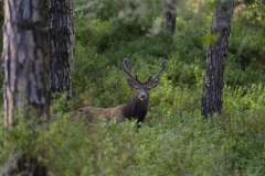 Sardinian deer standing alert in dense vegetation near Arbus, Sardinia, Italy