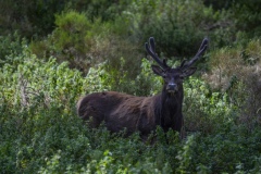 Sardinian deer standing alert in dense vegetation near Arbus, Sardinia, Italy