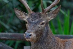 Sardinian deer, close-up of a young Sardinian deer, Montevecchio arbus