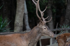 Sardinian deer, close-up of a young Sardinian deer, Montevecchio arbus