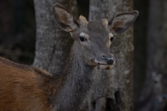 Sardinian deer, close-up of a young Sardinian deer, Montevecchio arbus