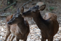 Sardinian deer, close-up of a young Sardinian deer, Montevecchio arbus