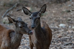 Sardinian deer, close-up of a young Sardinian deer, Montevecchio arbus