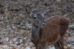 Sardinian deer, close-up of a young Sardinian deer, Montevecchio arbus