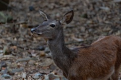 Sardinian deer, close-up of a young Sardinian deer, Montevecchio arbus