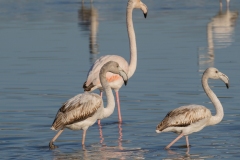 fenicotteri rosa in sardegna