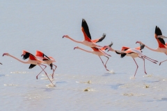 fenicotteri rosa in sardegna